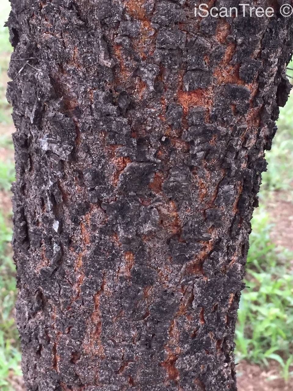 Acacia tortuosa 25
