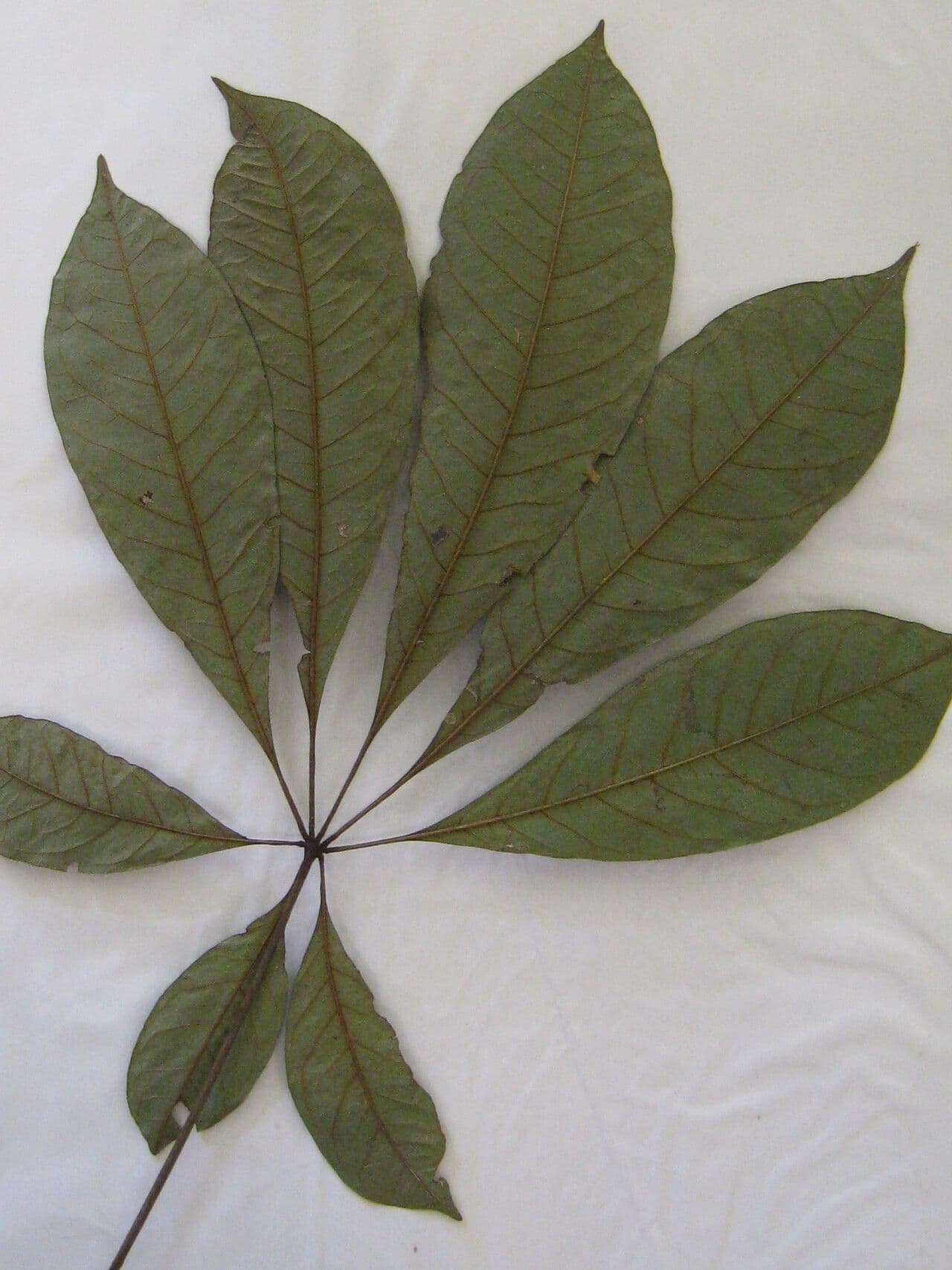 Eriotheca 11