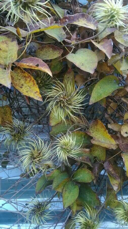 Clematis orientale 2