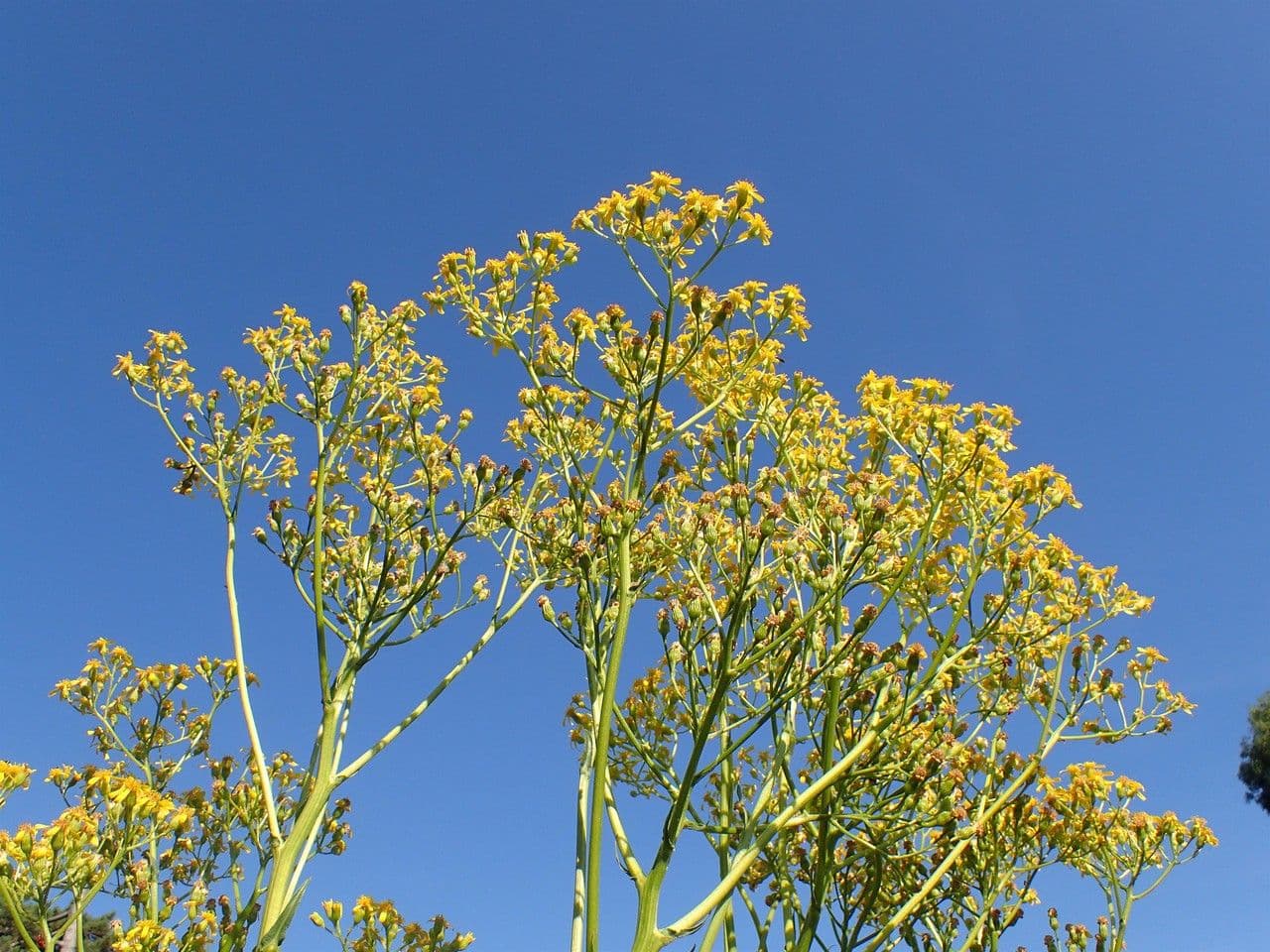 Senecio 8