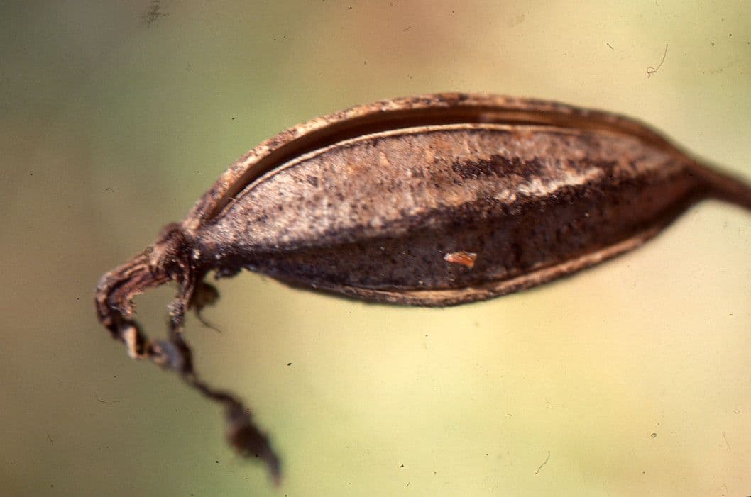 Frauenschuh 5
