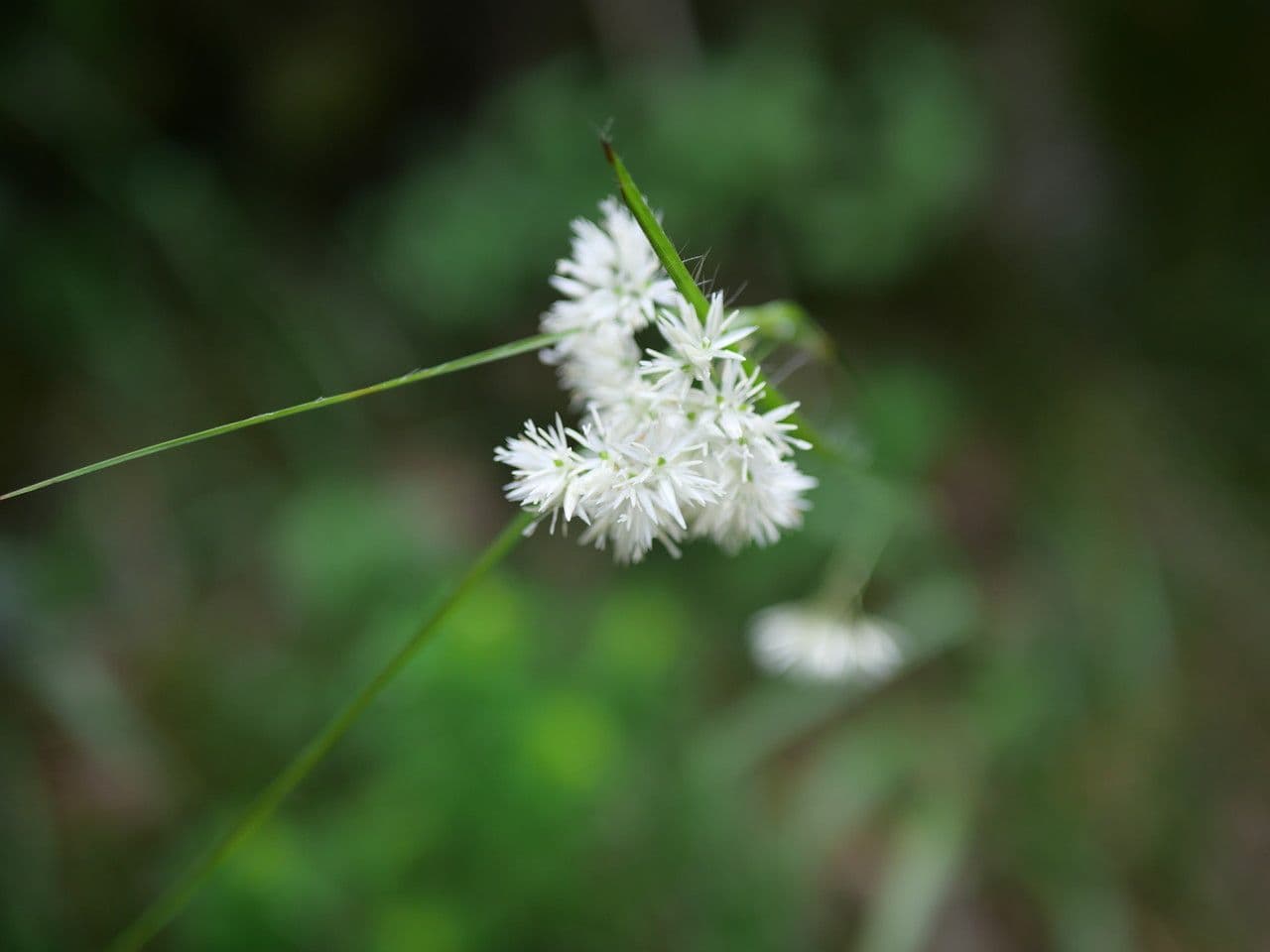 Erba lucciola bianca 10
