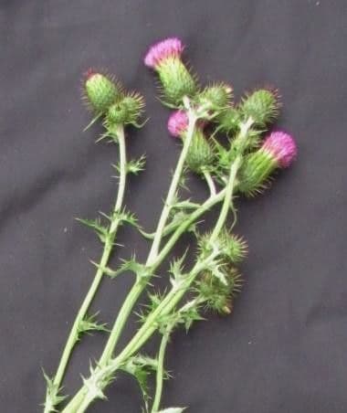 Cirsium mexicanum 15