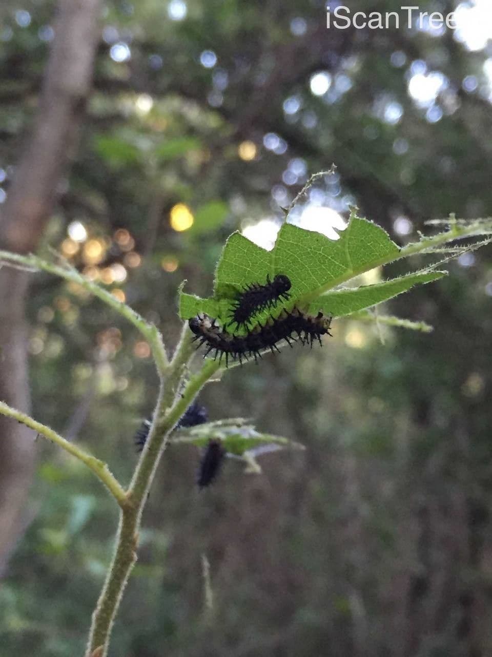 Kiggelaria africká 23