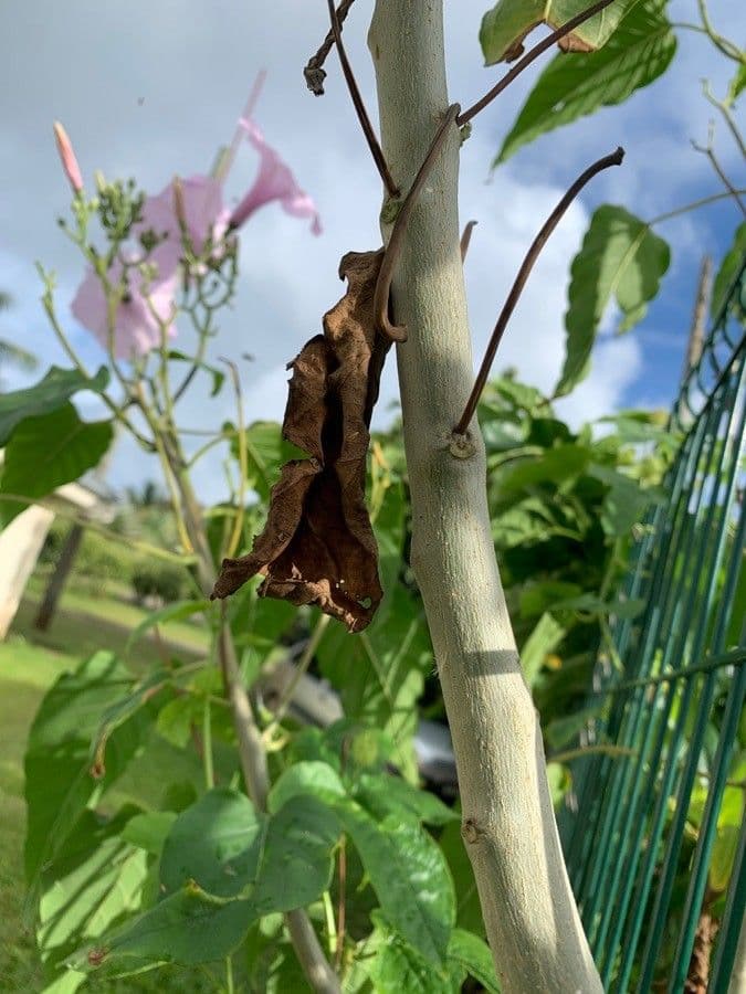 Ipomea carnosa 20