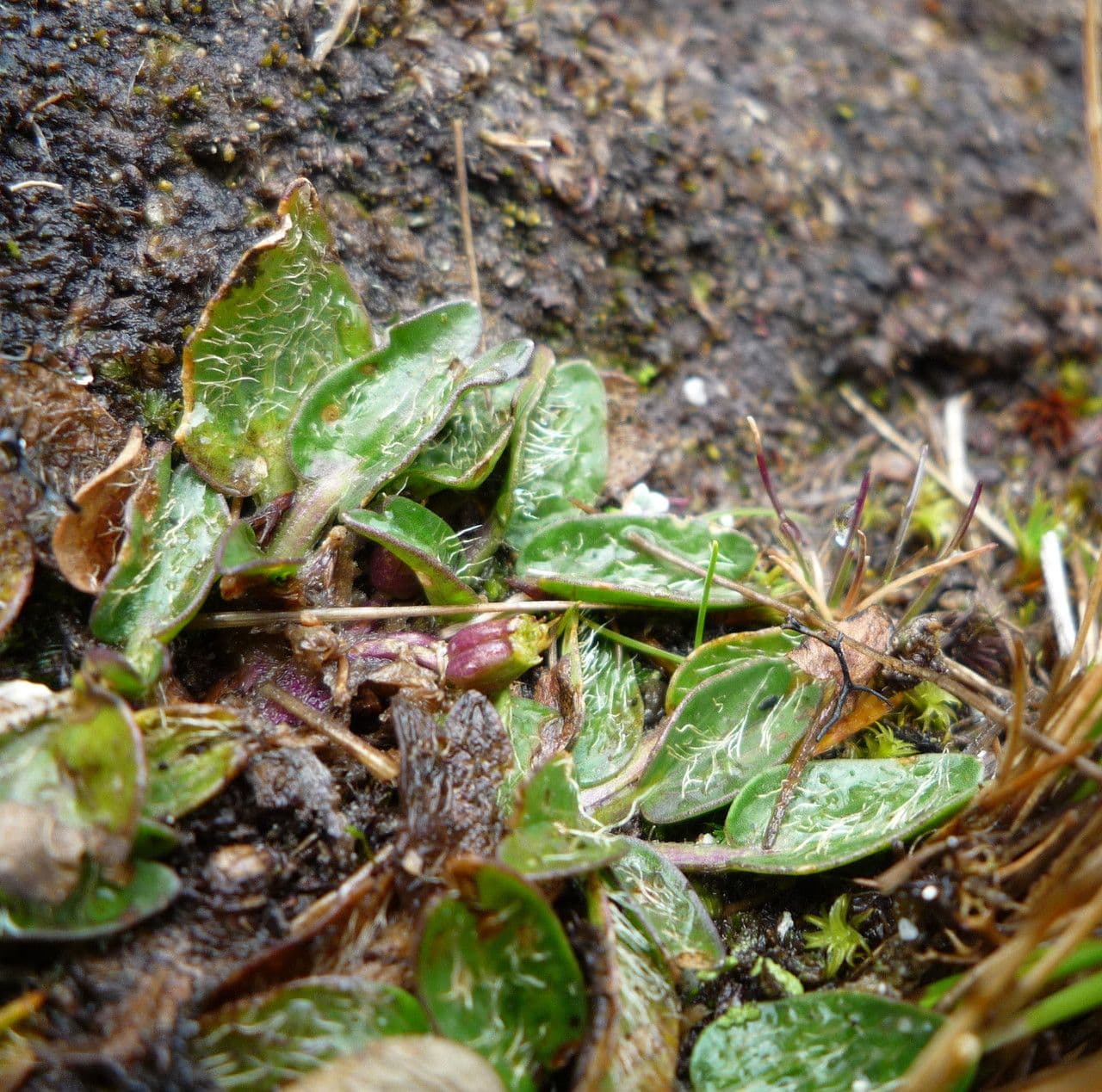 Azorella 3
