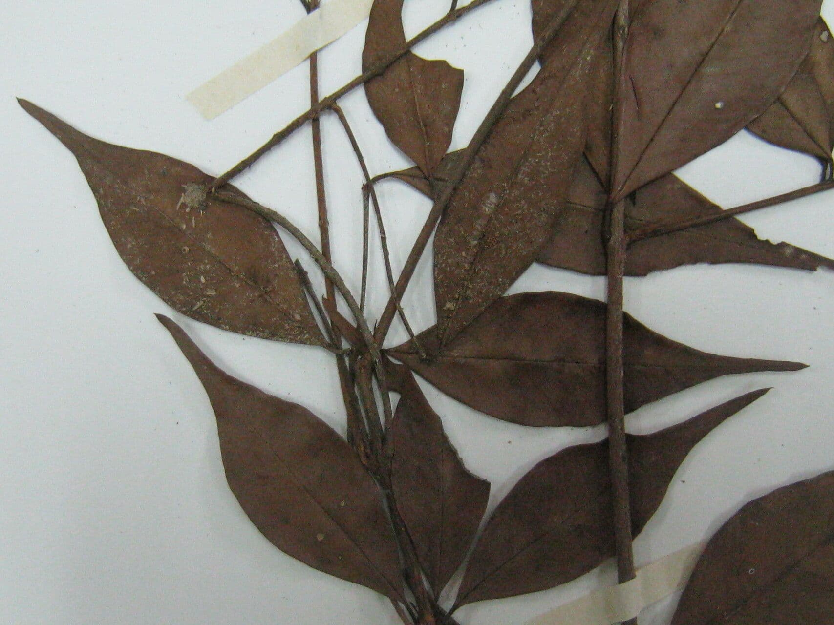 Eugenia biflora 11