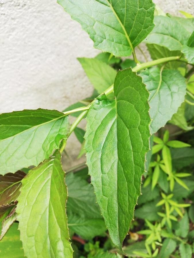 Pseudogynoxys 15