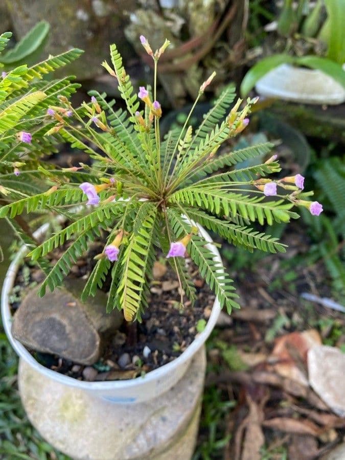 Pianta vitale 5