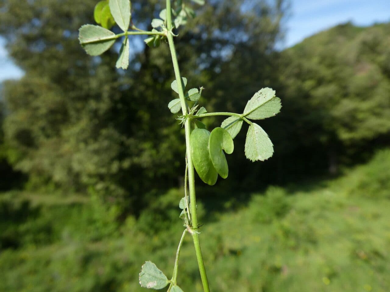 Erba medica orbicolare 24