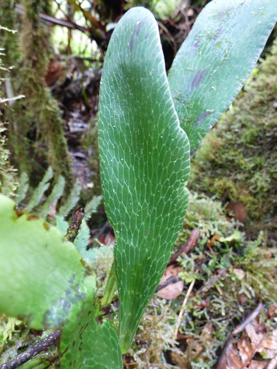 Antrophyum 9