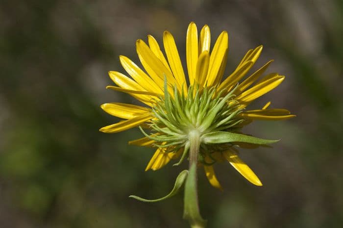Raues Grindelia 3