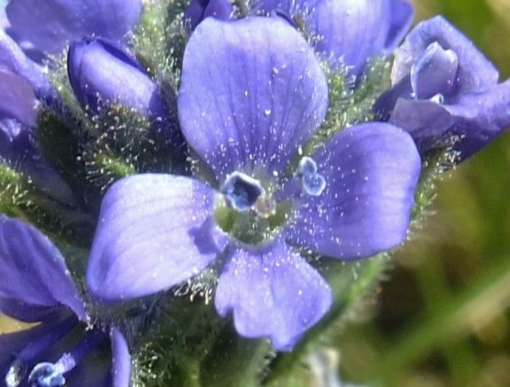 Veronica bellidioides 6