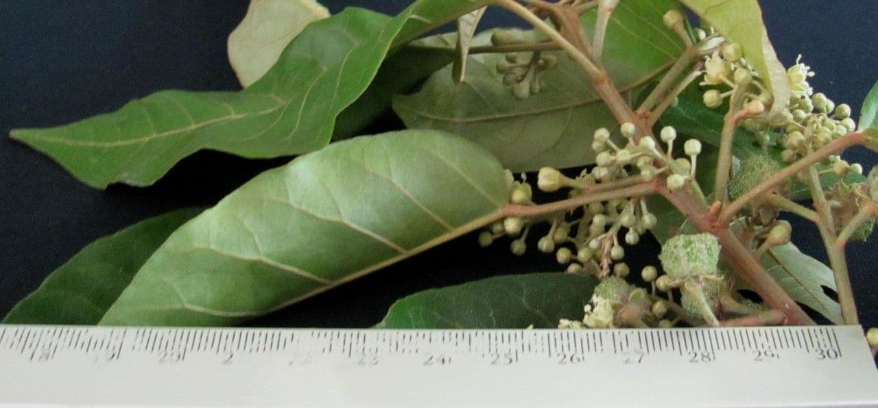Croton 4