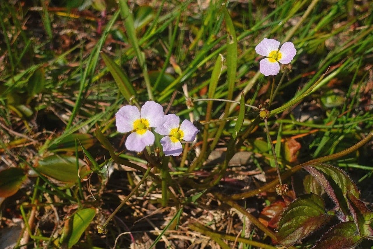 Alisma ranuncoloide 14