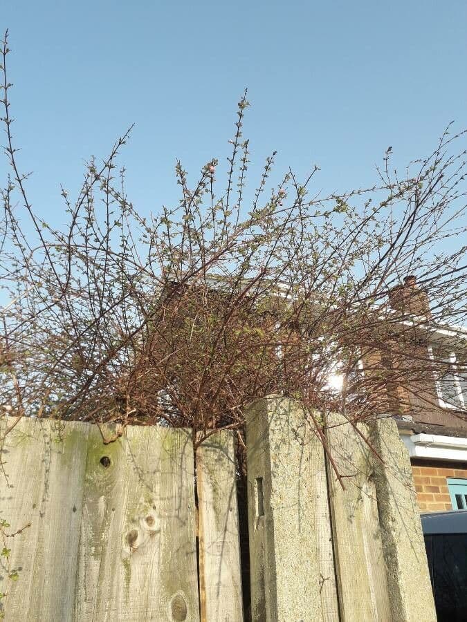 Combretum 18