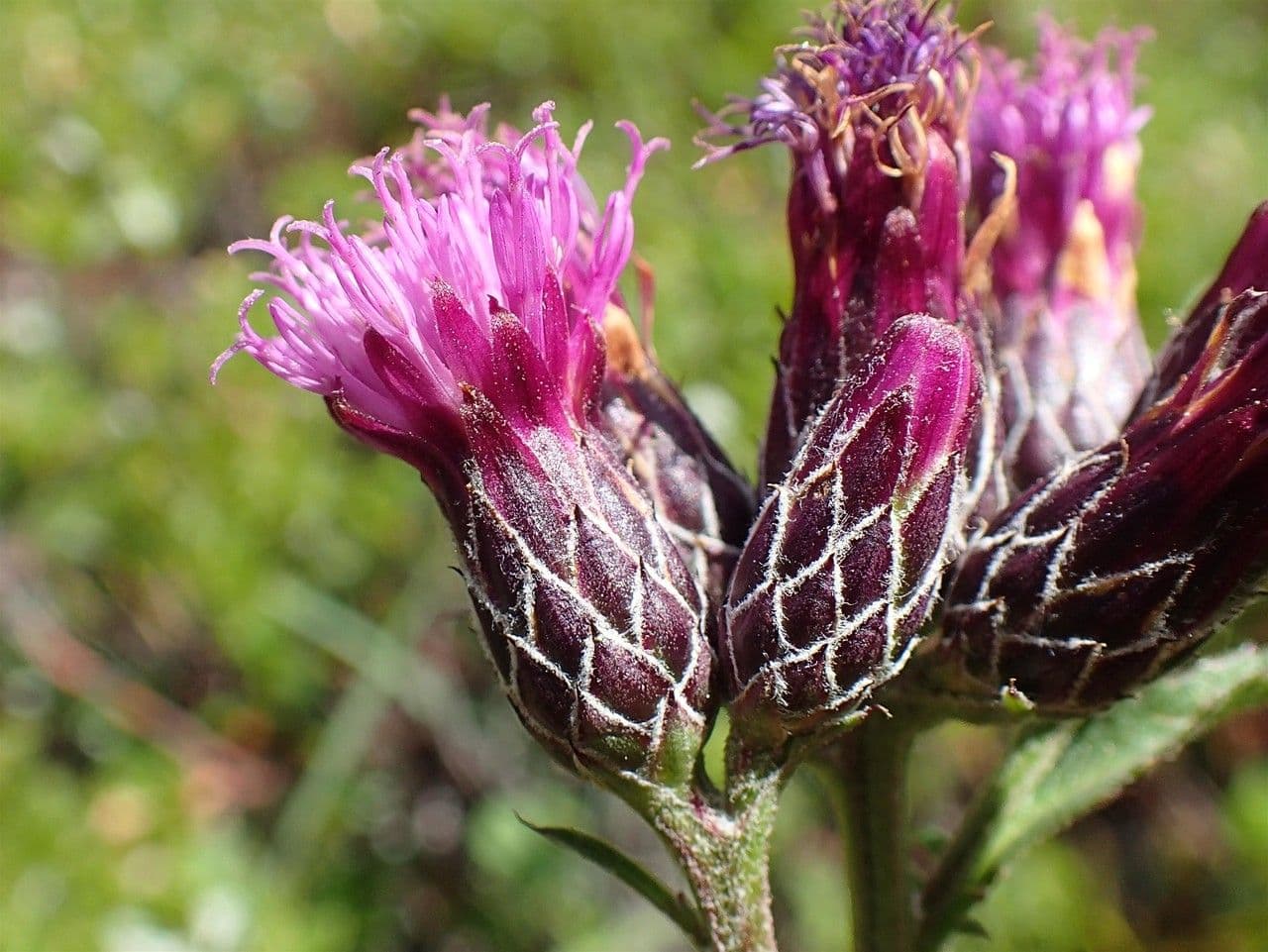 Serratula comune 8