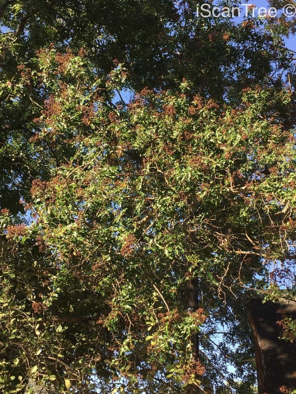 Galpinia 11
