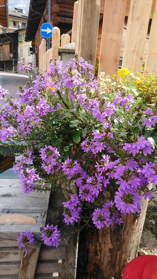 Scaevola 9