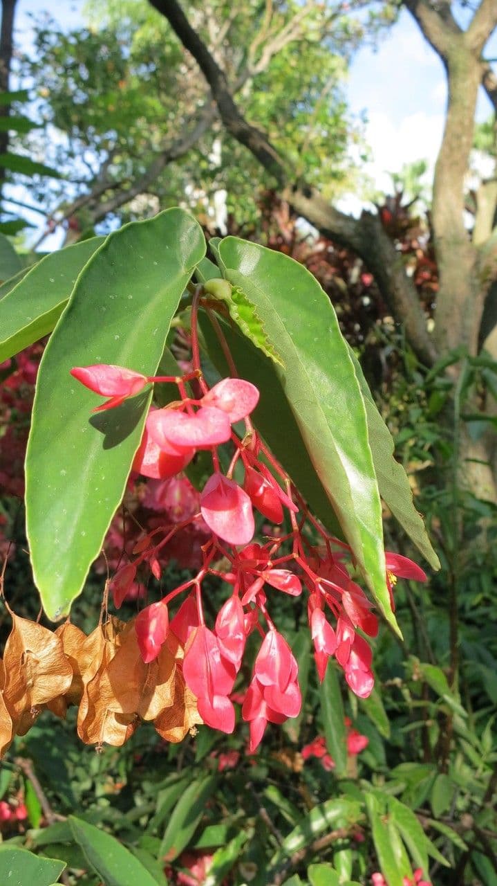 Begonia 29