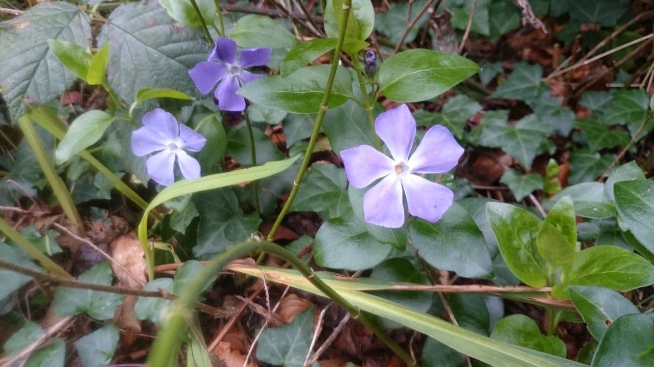 Pervinca maggiore 15