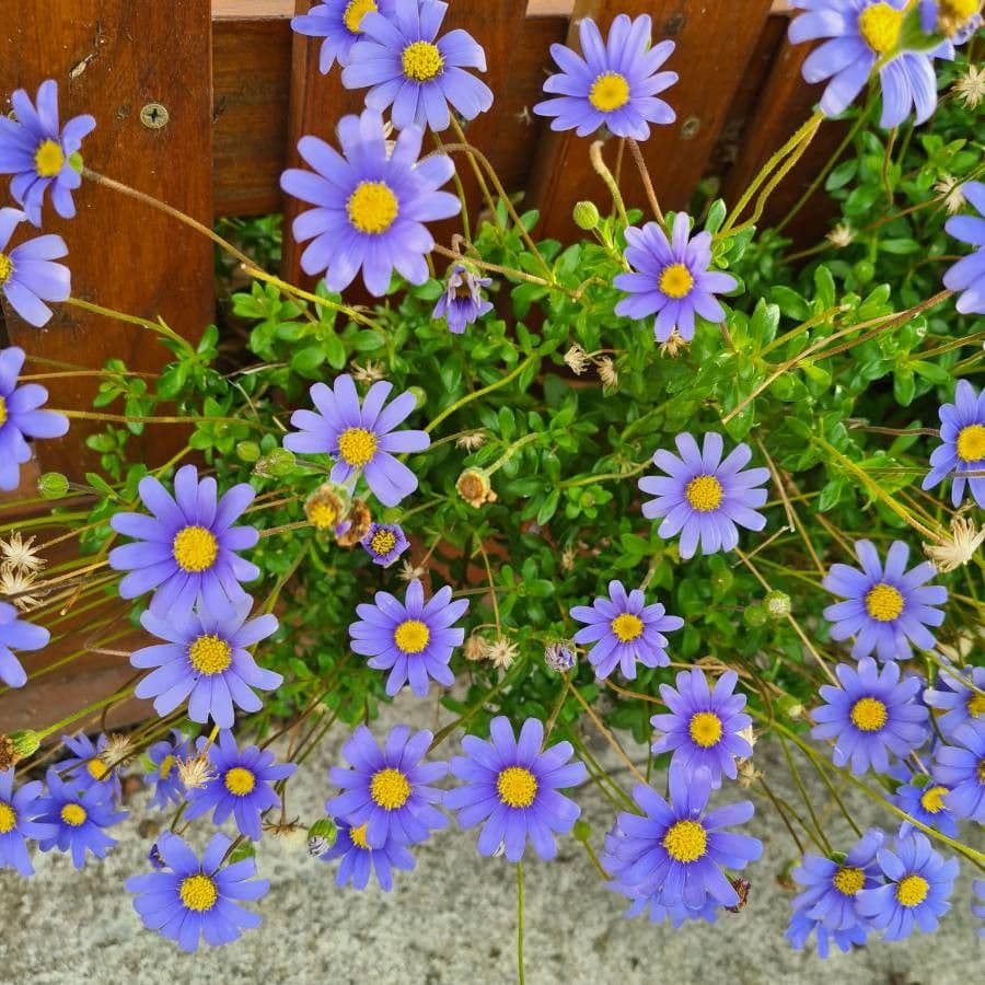 Félicia amelloides 12