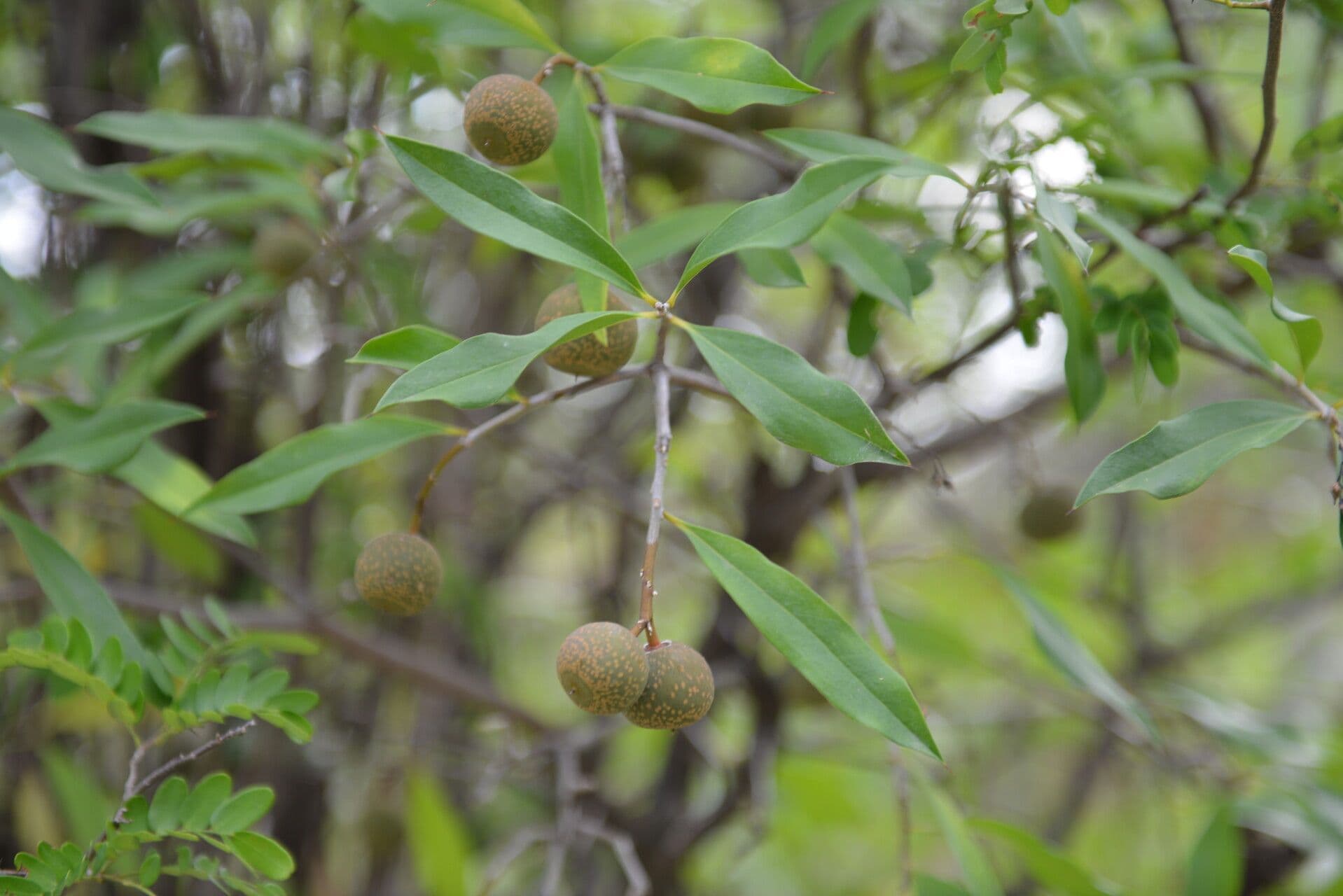 Bonellia 5