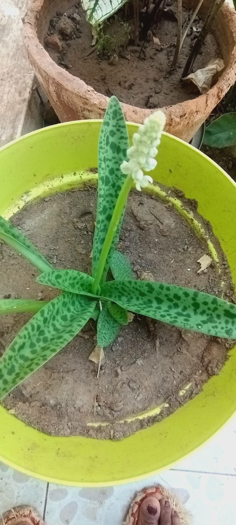 Ledebouria 10