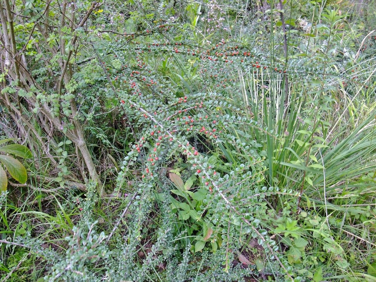 Cotoneaster de hoja entera 14