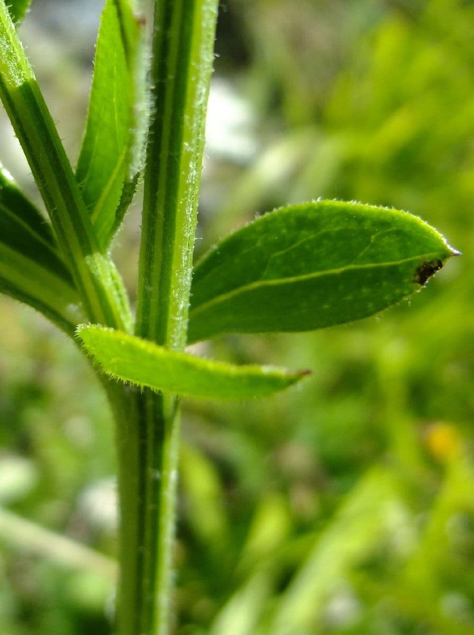 Centaurea vedovina 23