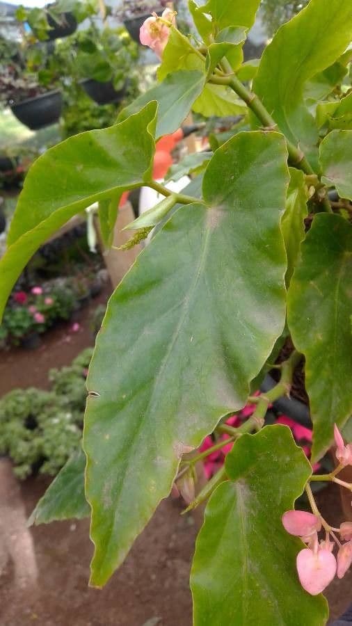 Begonia 15