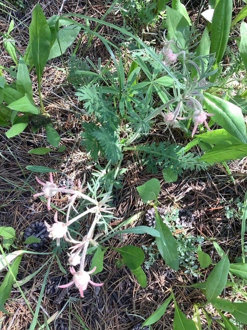 Geum triflorum 6