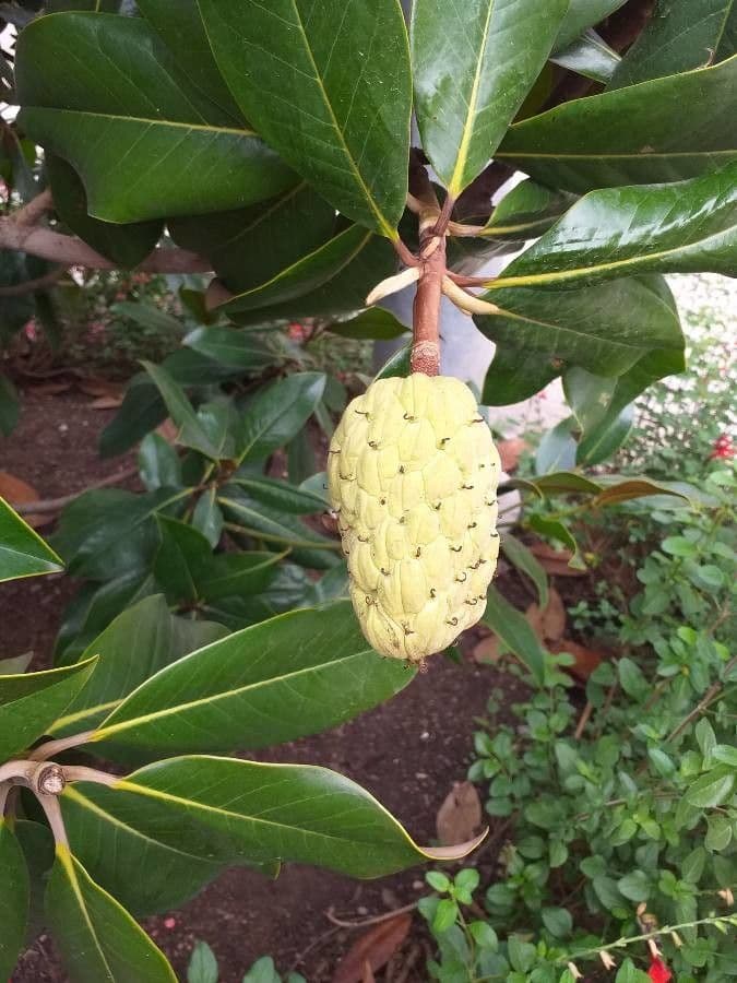 Magnolia grandiflora 4