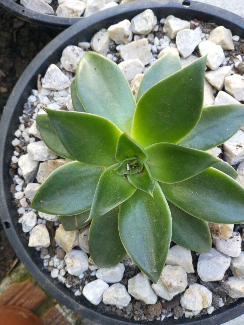 Echeveria 13