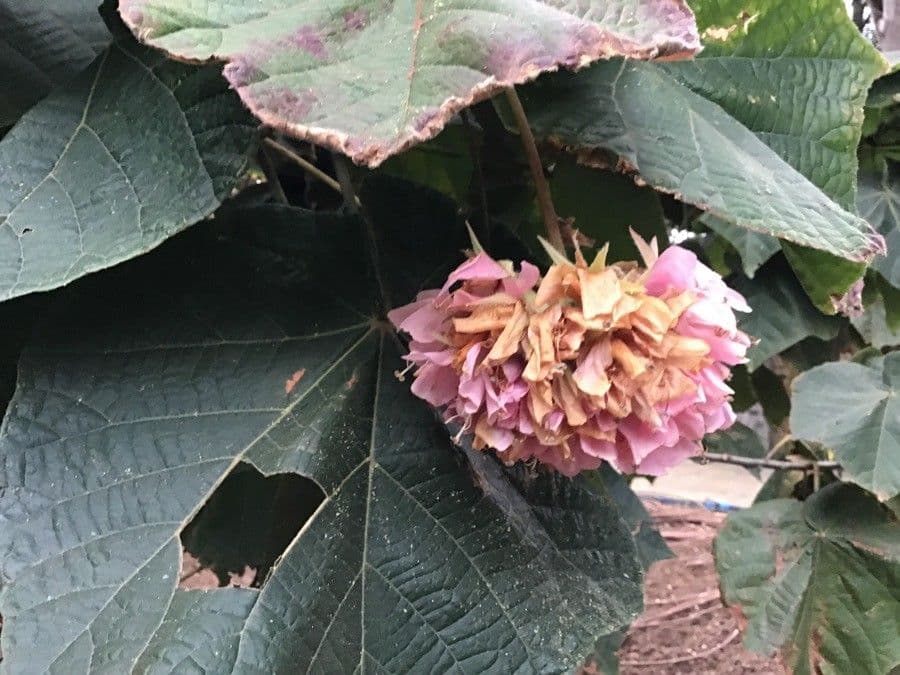 Dombeya 19