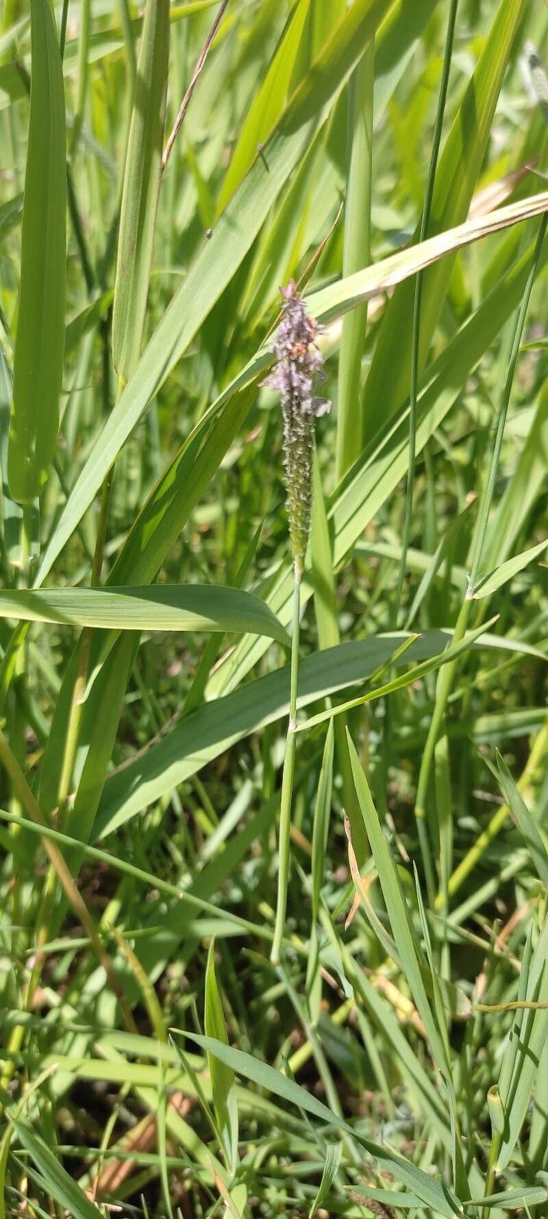Marsh foxtail 7