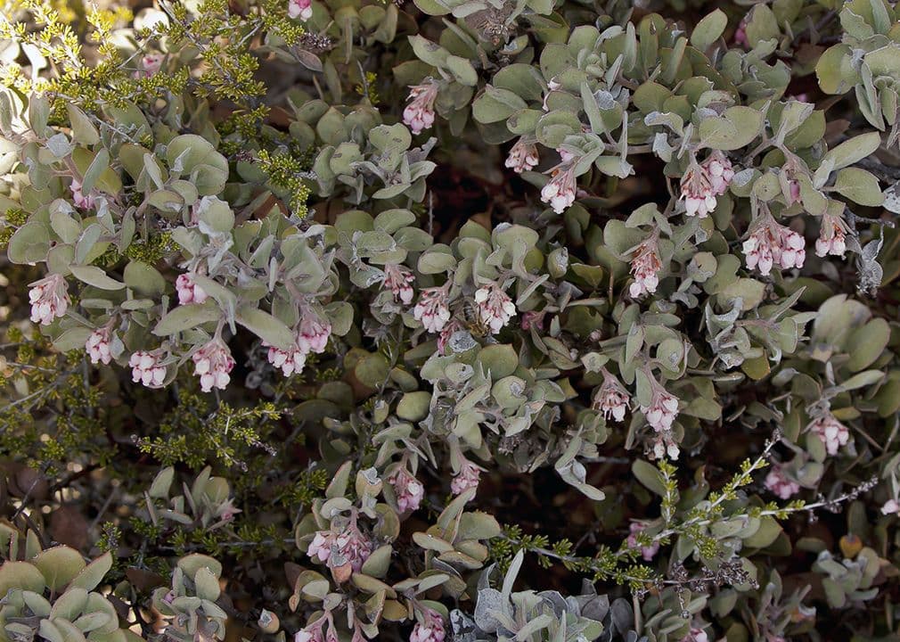 Arctostaphylos 15