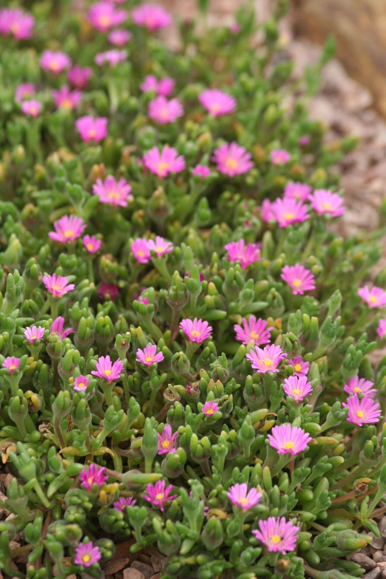 Flor di rugiada ispida 6