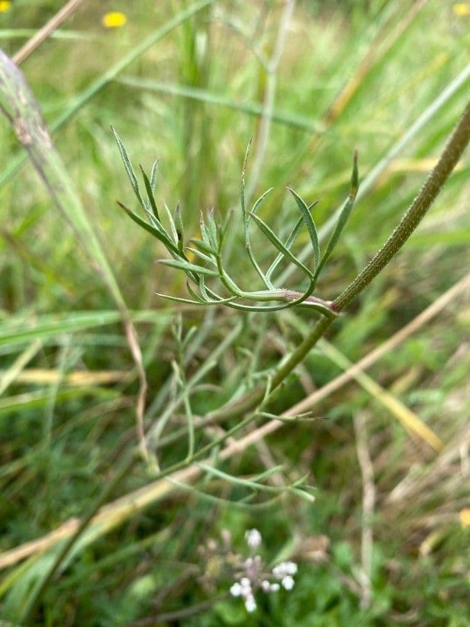 Seseli annuum 19
