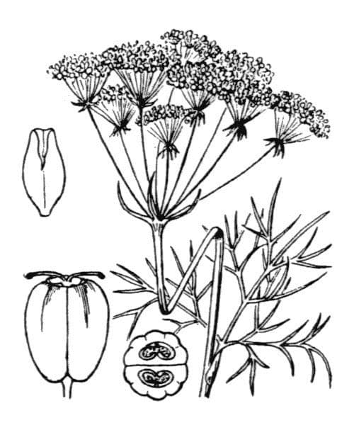 Prangos 25