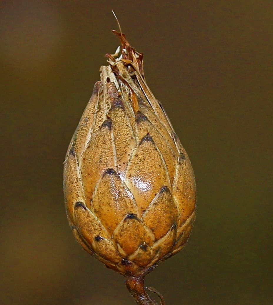 Mantisalca