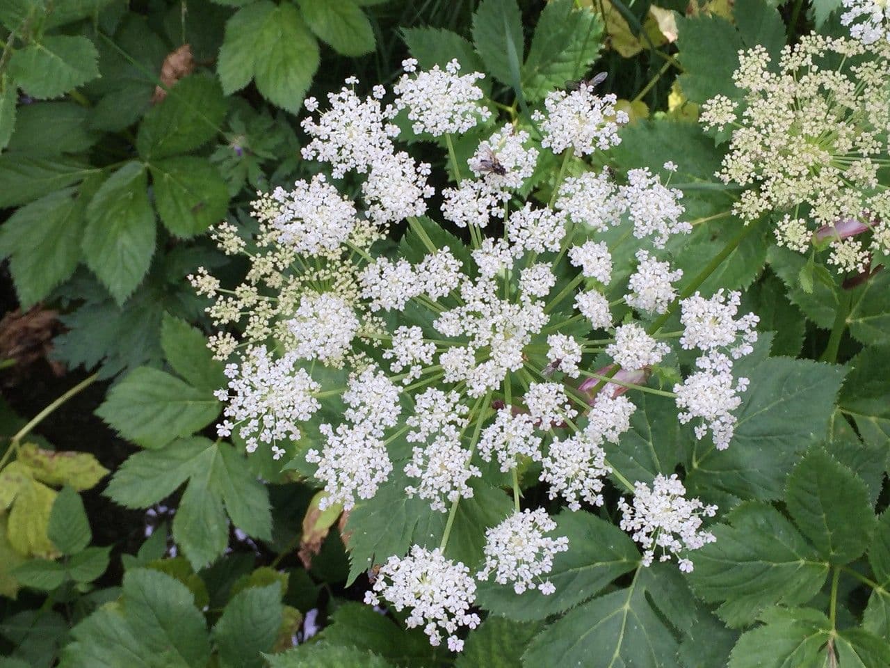 Meduňka lékařská 19