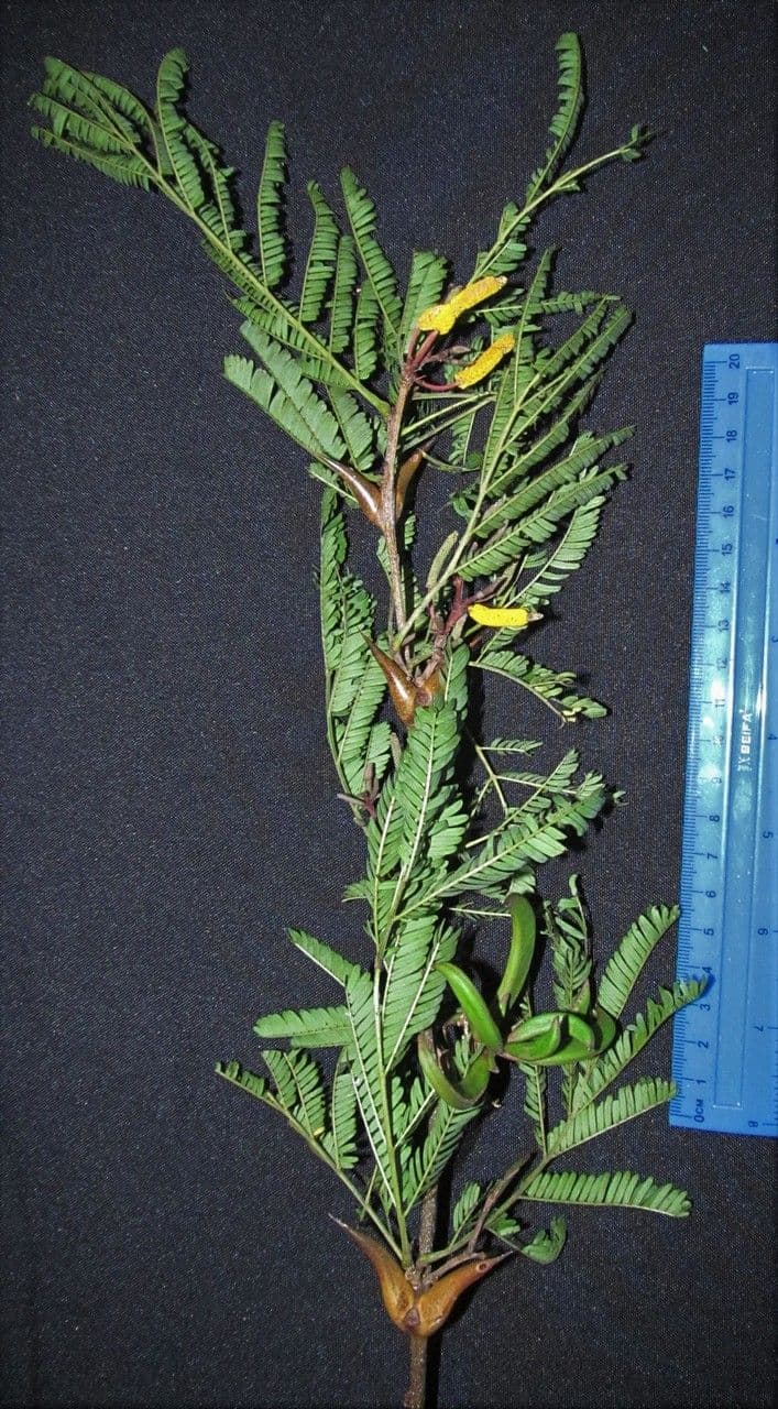 Vachelia Collinsova 27