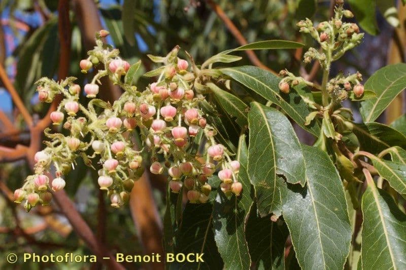 Albero di fragole 12