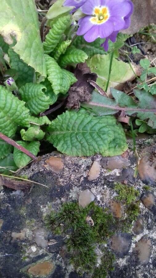 Primula comune 17
