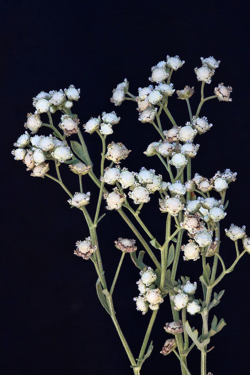 Parthenium incanum 3