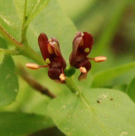 Caprifoglio 8