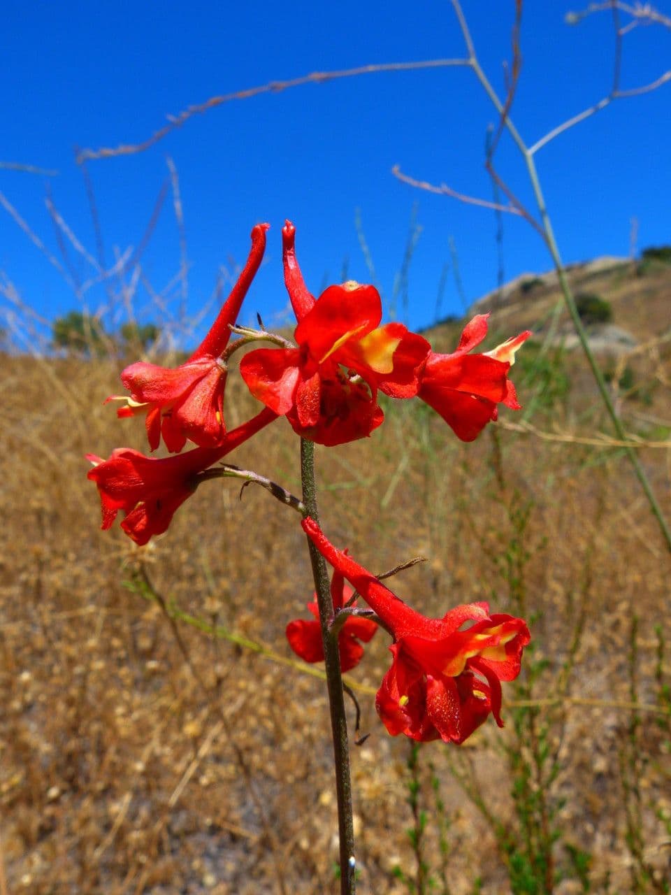 Delphinium cardinale 3