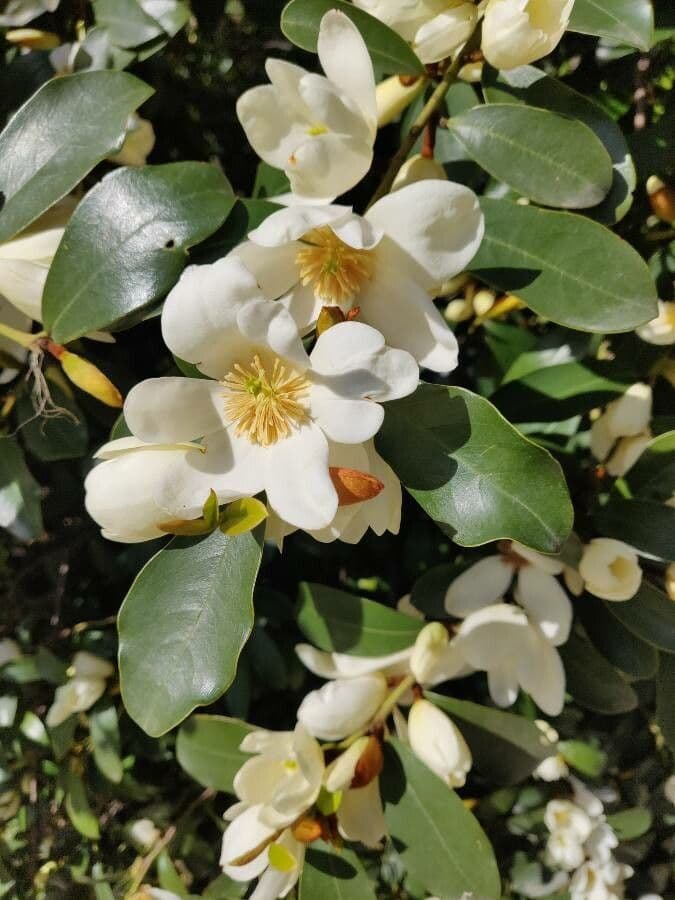 Magnolia 3