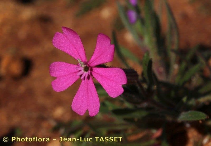 Silene